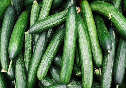 5 Essential Tips for Growing Thriving Cucumbers