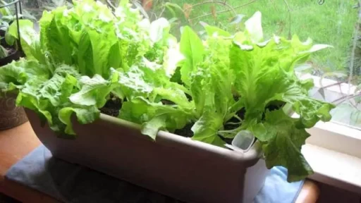 How to Grow Lettuce at Home: Simple and Effective Methods