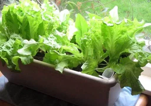 How to Grow Lettuce at Home: Simple and Effective Methods