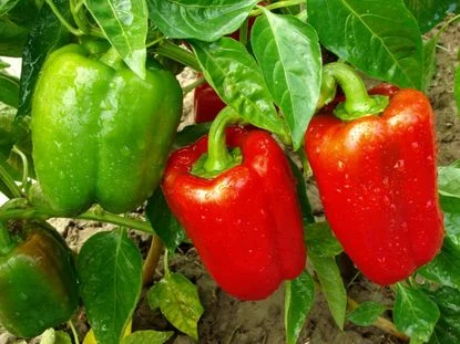 How to Grow Healthy Pepper Plants: Tips and Tricks