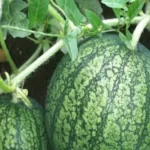 How to Grow Watermelons Successfully: A Step-by-Step Guide