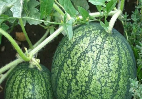 How to Grow Watermelons Successfully: A Step-by-Step Guide