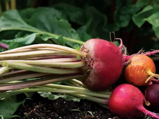 The Ultimate Guide to Growing Beets: Tips for a Bountiful Harvest