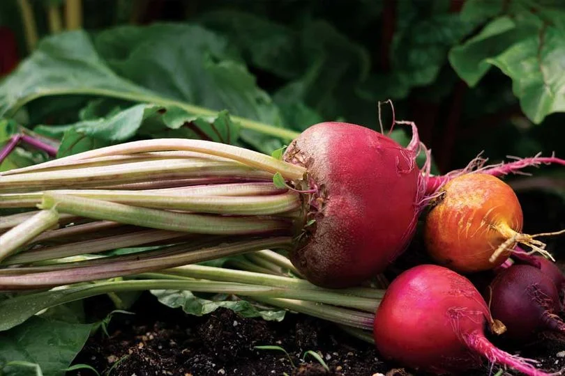 The Ultimate Guide to Growing Beets: Tips for a Bountiful Harvest