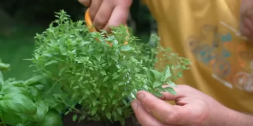 Growing Endless Basil from Cuttings: A Simple Guide for Home Gardeners