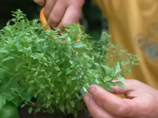 Growing Endless Basil from Cuttings: A Simple Guide for Home Gardeners