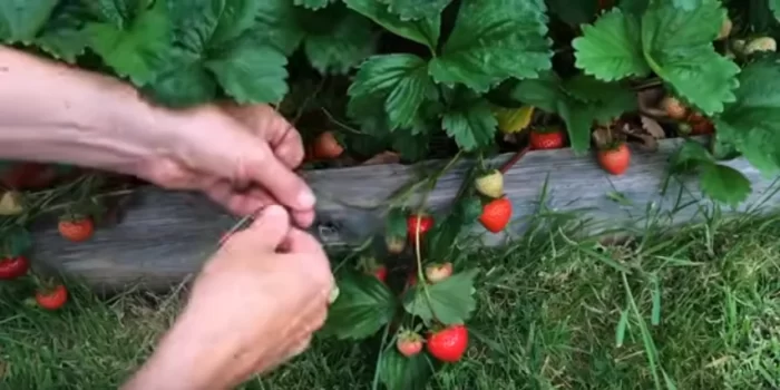 The Complete Guide to Growing Your Own Delicious Strawberries