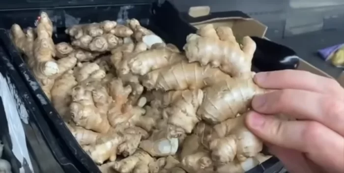 How to Grow Ginger Successfully at Home: A Comprehensive Guide