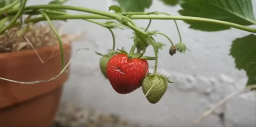 How to Grow Strawberries: The Ultimate Beginner’s Guide