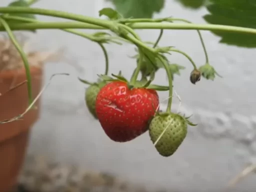 How to Grow Strawberries: The Ultimate Beginner’s Guide