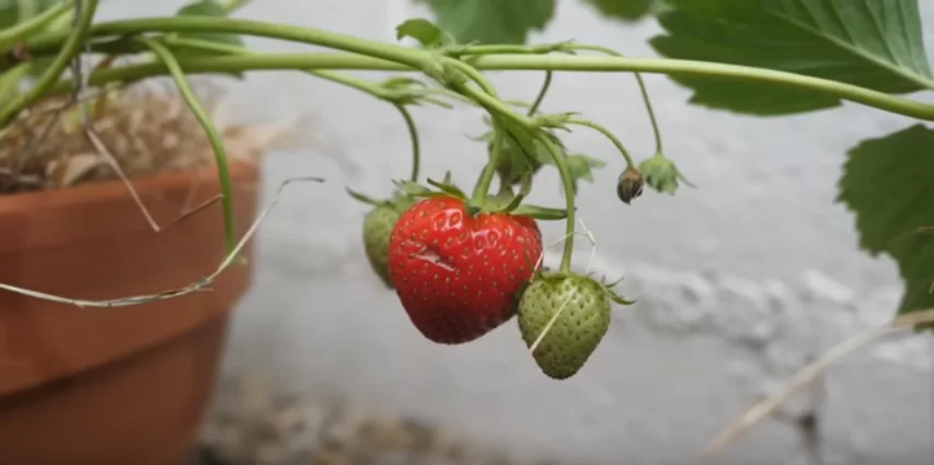 How to Grow Strawberries: The Ultimate Beginner’s Guide