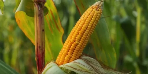 Maximizing Corn Pollination: How to Grow Full, Delicious Cobs in Your Garden