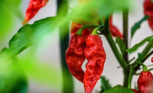 How to Grow Super Spicy Chili Peppers at Home: A Comprehensive Guide