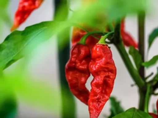 How to Grow Super Spicy Chili Peppers at Home: A Comprehensive Guide