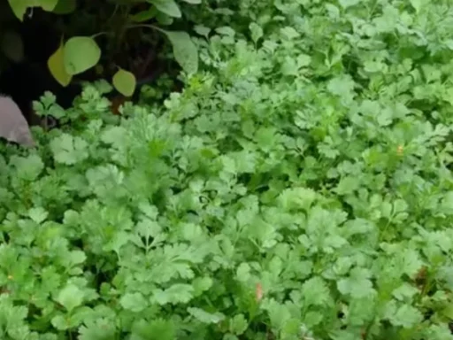 How to Grow Fresh Basil, Cilantro, and Parsley at Home for the Best Flavor