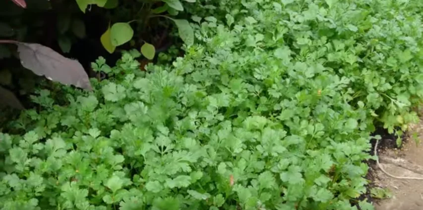 How to Grow Fresh Basil, Cilantro, and Parsley at Home for the Best Flavor