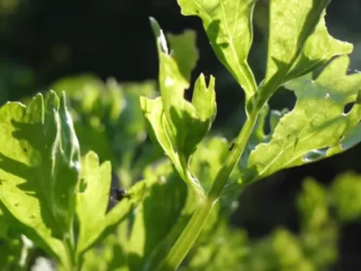 The Complete Guide to Growing Crunchy Celery in Your Garden