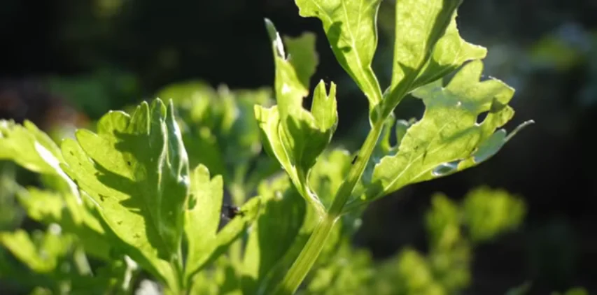 The Complete Guide to Growing Crunchy Celery in Your Garden