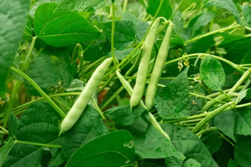 How to Grow Climbing Beans: Your Ultimate Guide