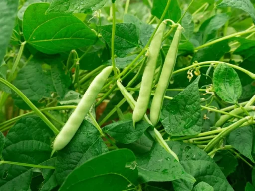 How to Grow Climbing Beans: Your Ultimate Guide