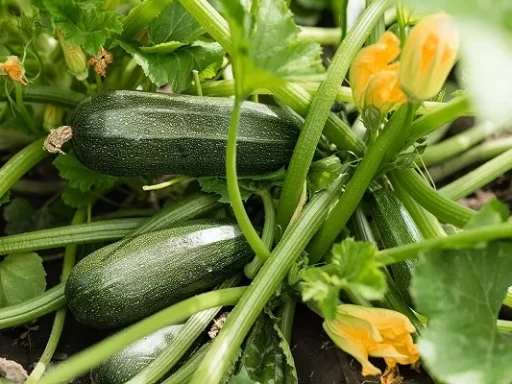 Summer Gardening: How to Grow Zucchini Successfully