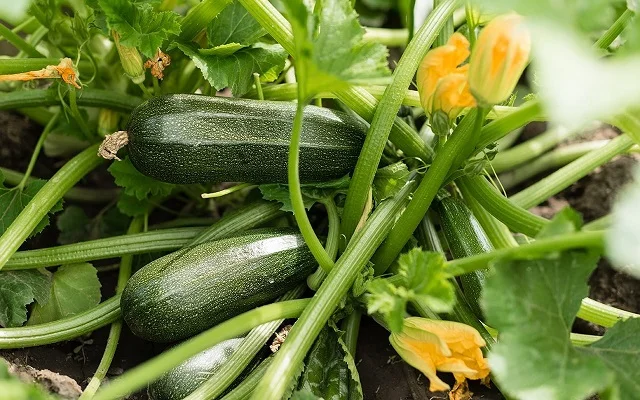 Summer Gardening: How to Grow Zucchini Successfully